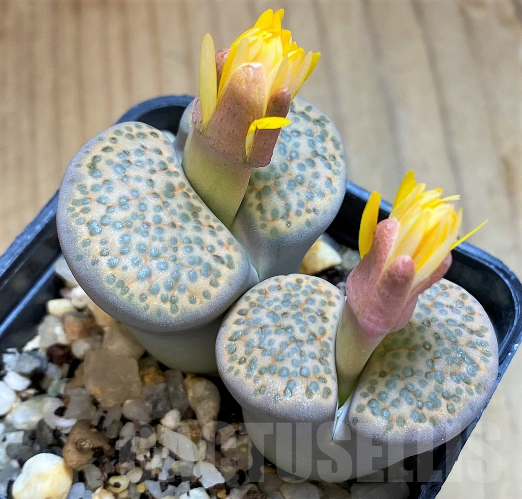 SH15788 Lithops fulviceps C266
