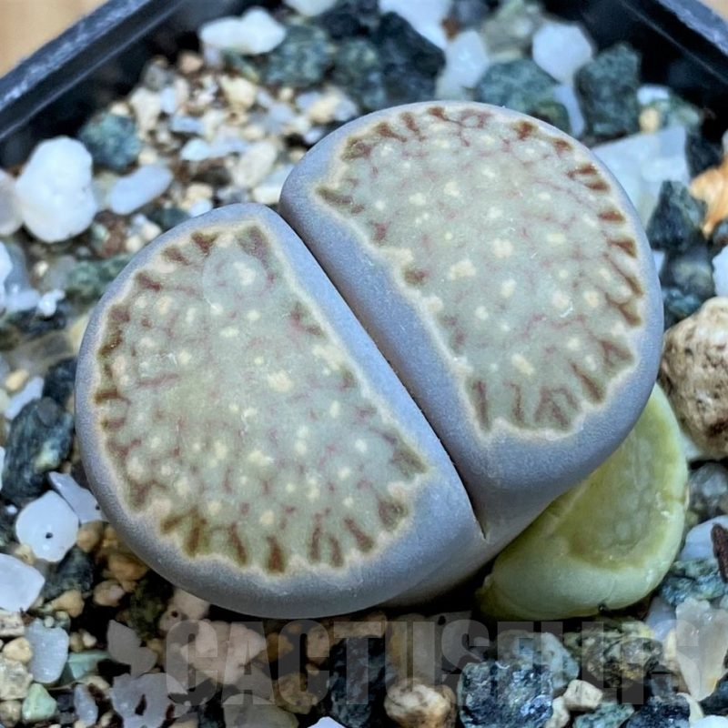 SH15789 Lithops halii