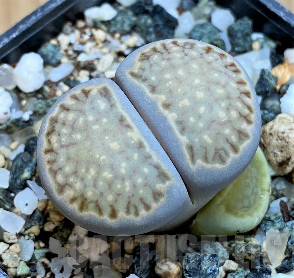 SH15789 Lithops halii