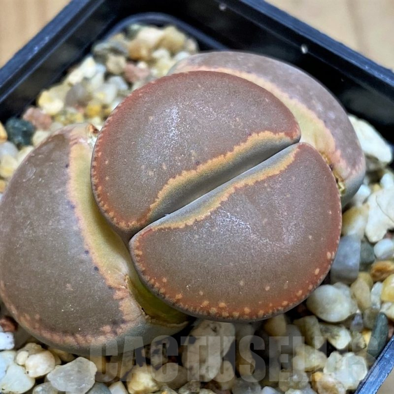 SH15791 Lithops aucampiae 'Nugget'