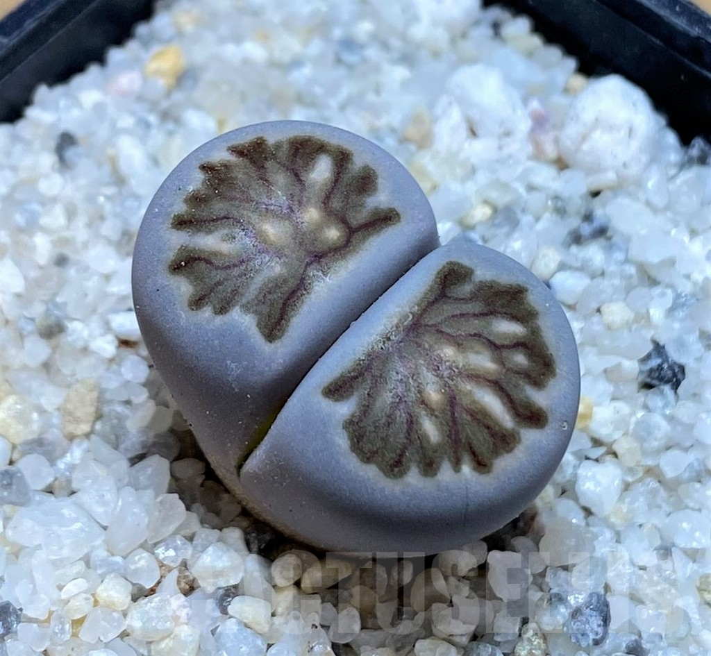 SH15756 Lithops julii ‘Kikushogyoku’