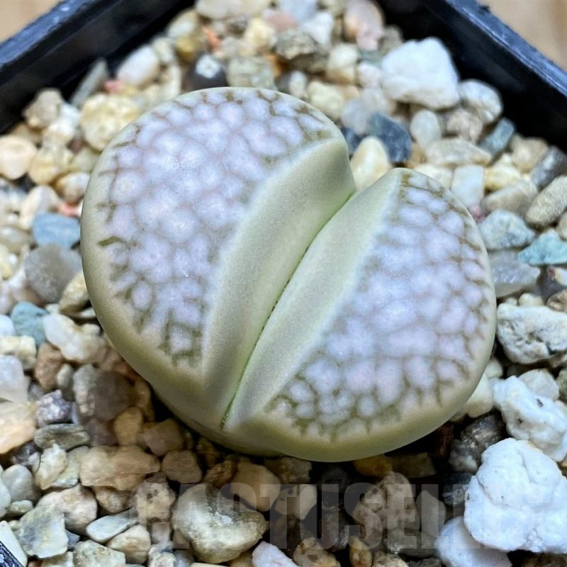 SH15797 Lithops marmorata v. framesii