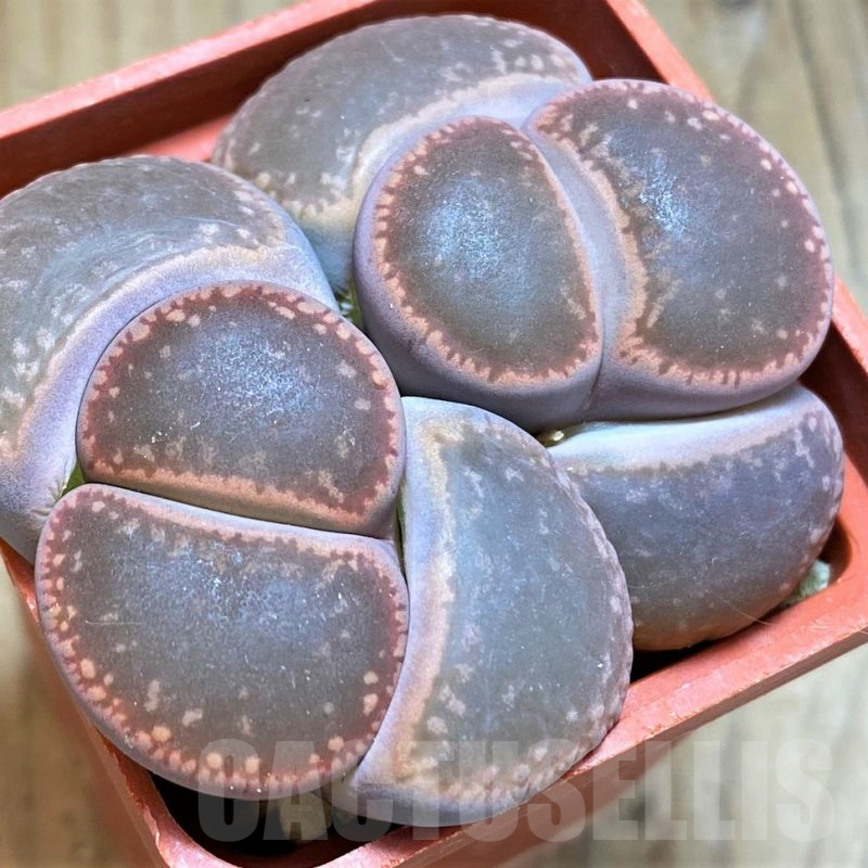 SH15799 Lithops aucampiae 'Nugget'