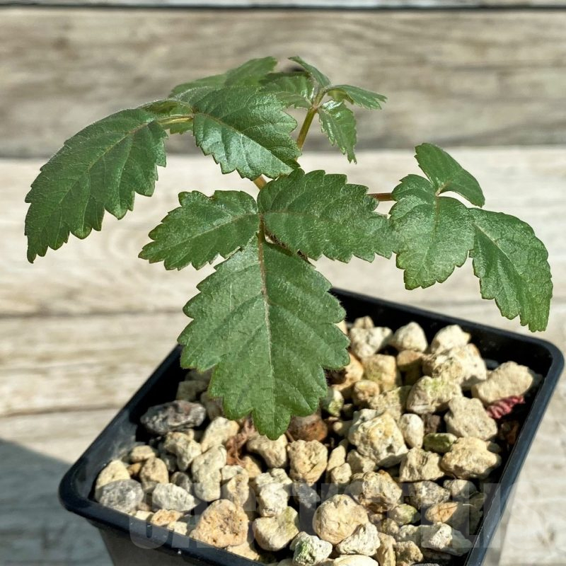 SH15293 Beiselia mexicana