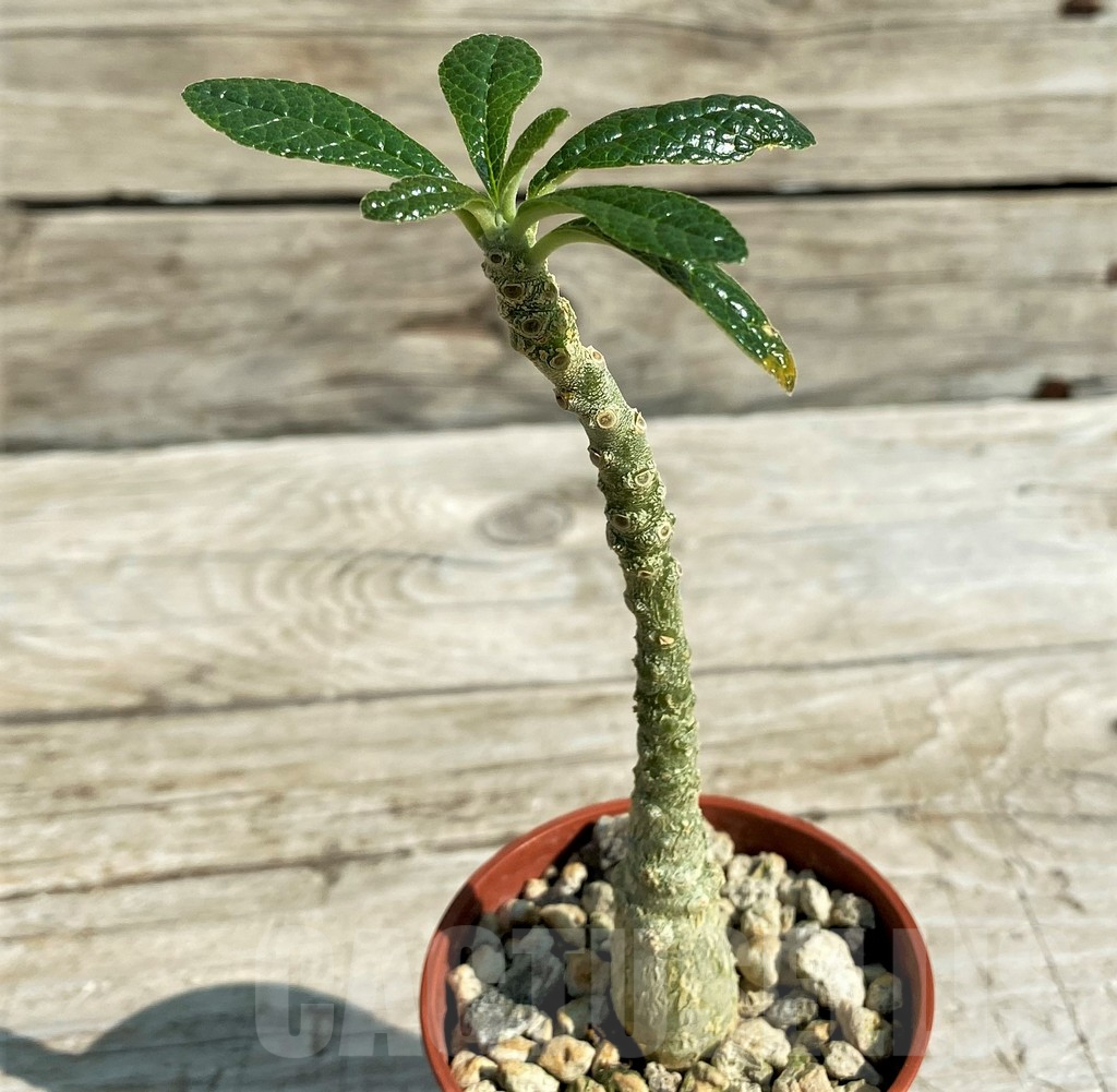 SH15294 Dorstenia gigas - Image 2