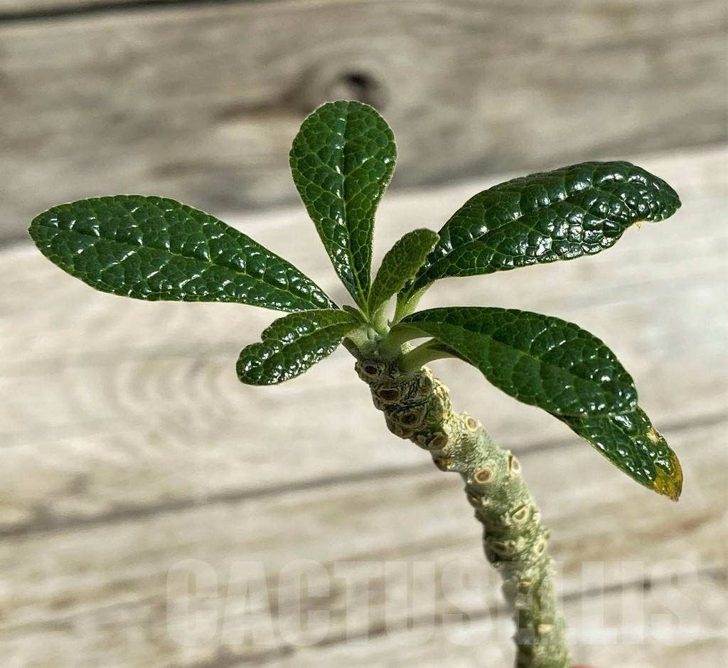 SH15294 Dorstenia gigas