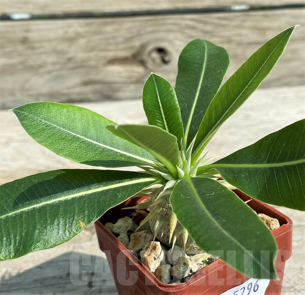 SH15296 Pachypodium eburneum