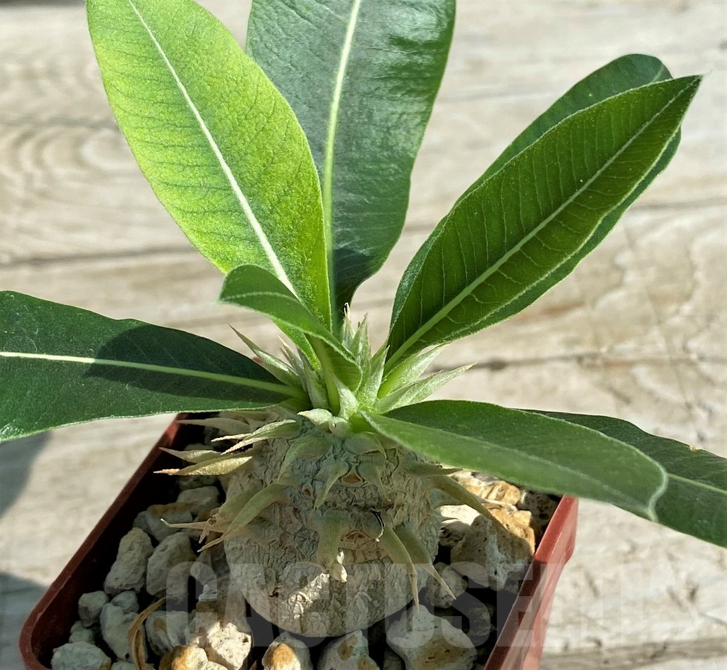 SH15296 Pachypodium eburneum - immagine 2