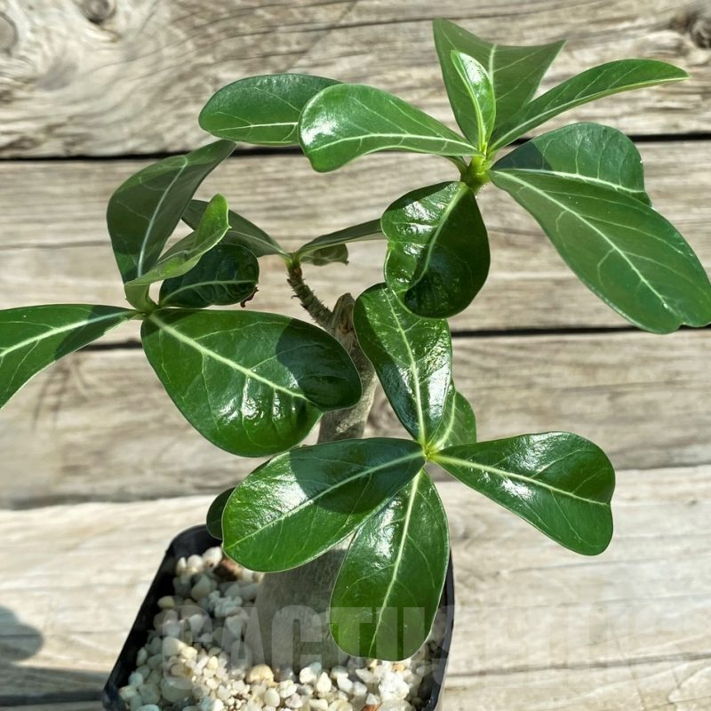 SH15298 Adenium obesum