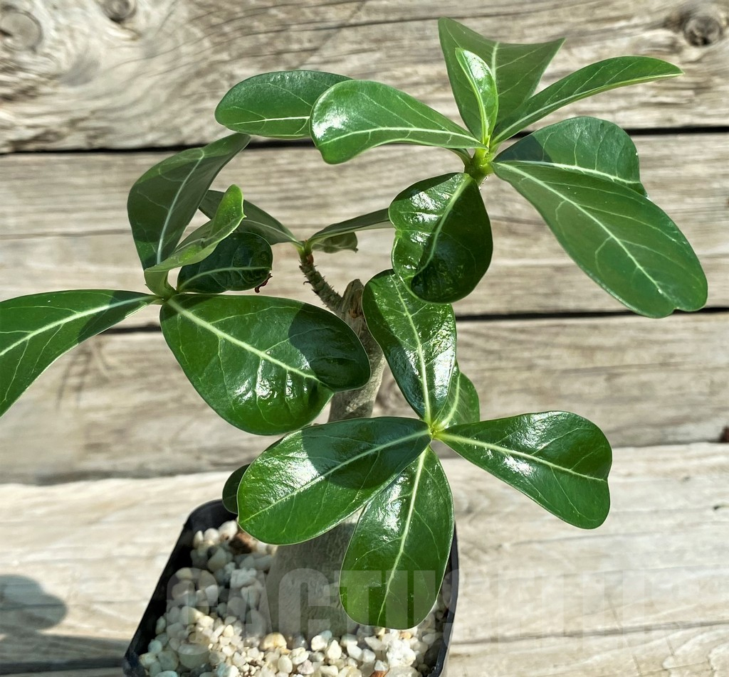SH15298 Adenium obesum