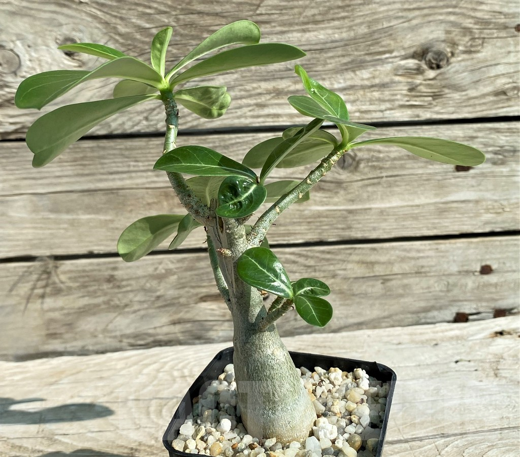 SH15298 Adenium obesum - Зображення 2