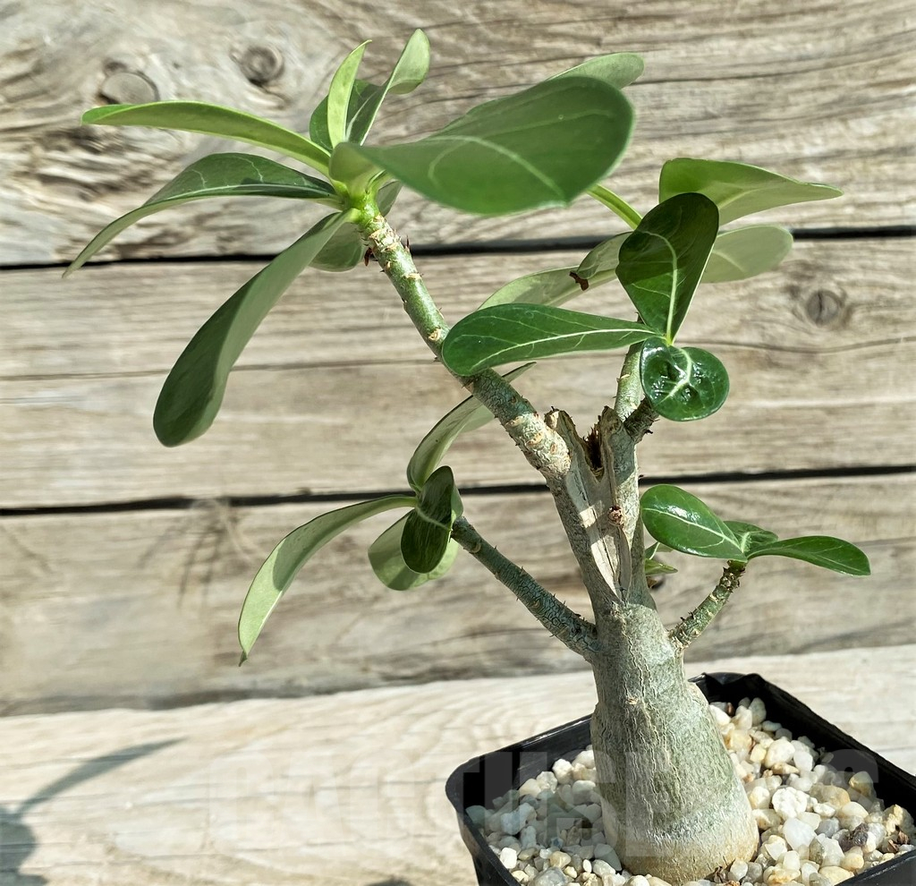 SH15298 Adenium obesum - Зображення 3