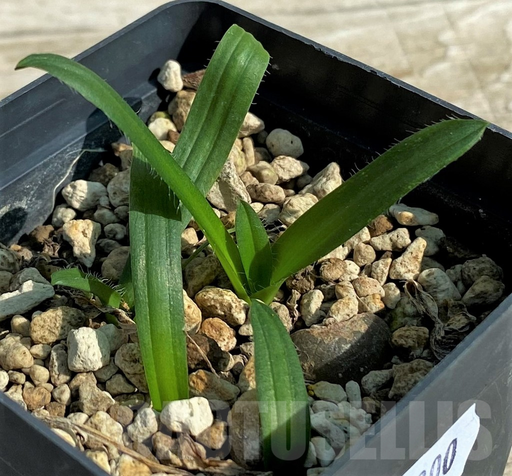 SH15300 Drimia haworthioides