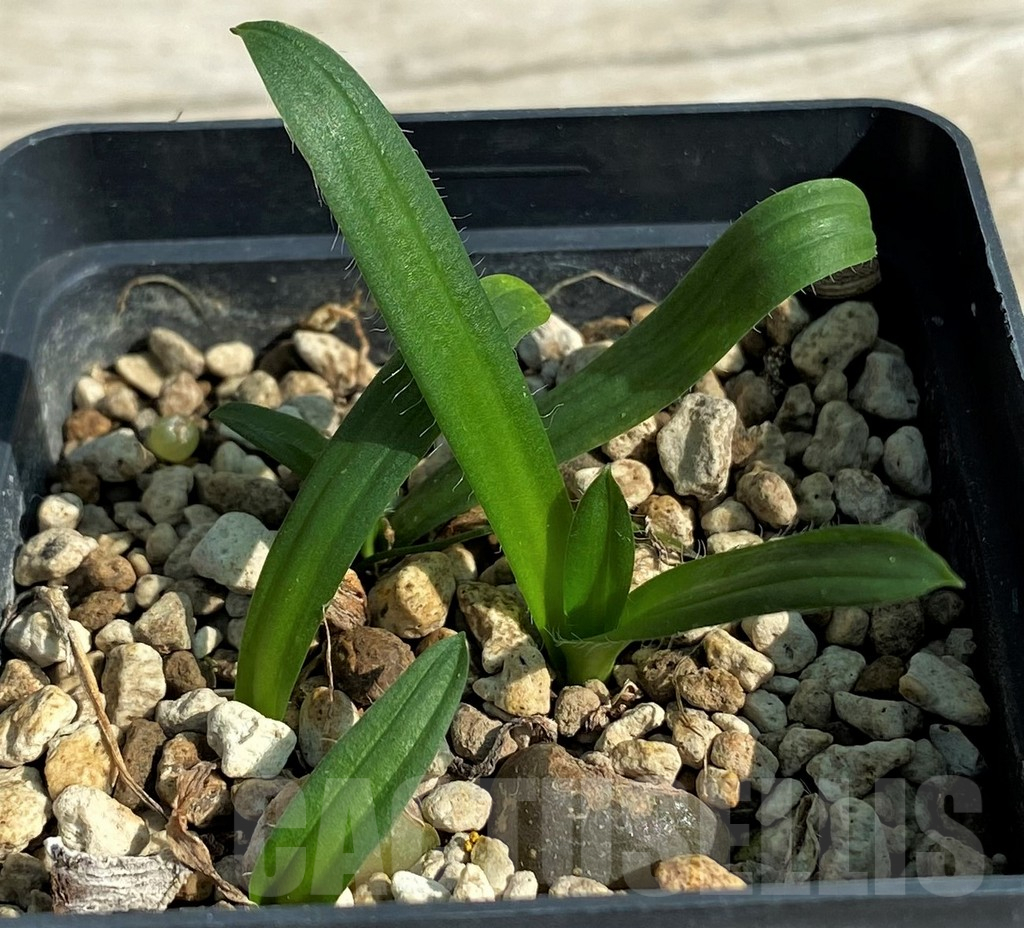 SH15300 Drimia haworthioides - Image 2