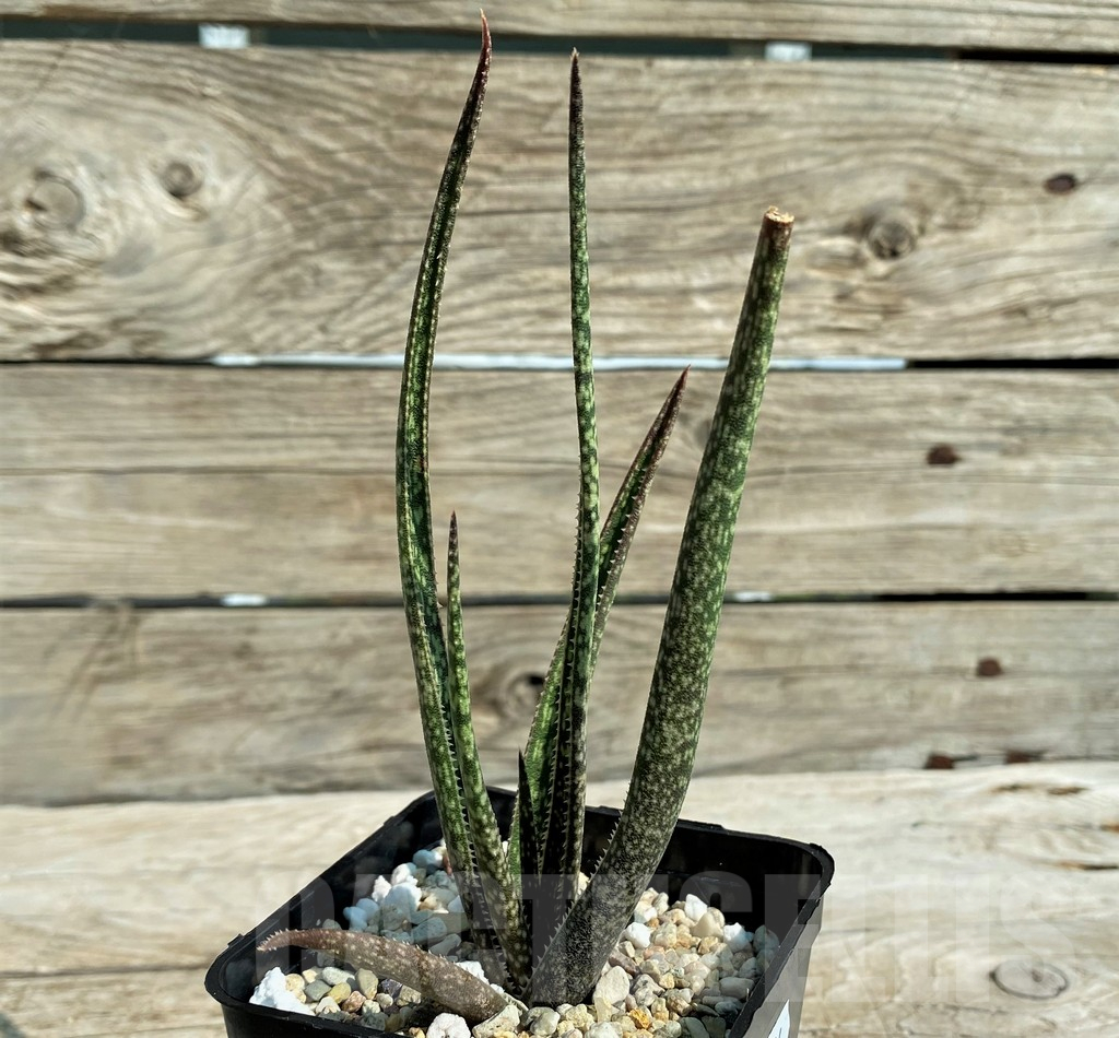 SH15304 Aloe albiflora - Image 2