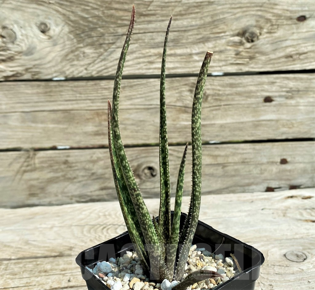 SH15304 Aloe albiflora