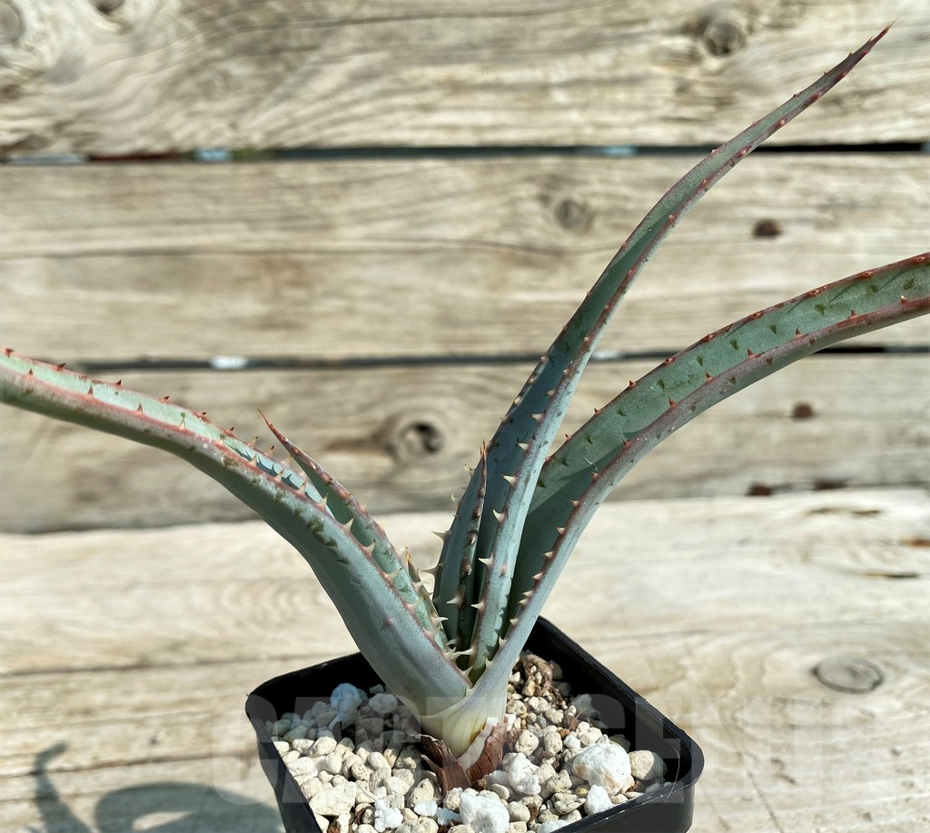 SH15306 Aloe suprafoliata