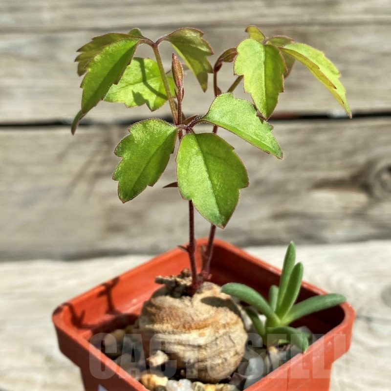 SH15290 Cyphostemma aff. adenocaule