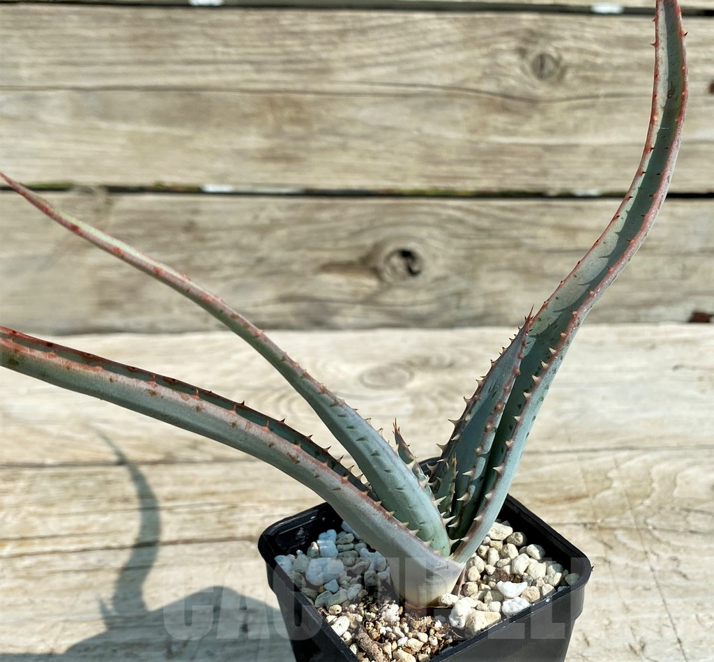 SH15306 Aloe suprafoliata - Obrázek 2