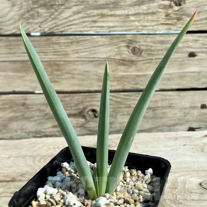 SH15308 Aloe plicatilis