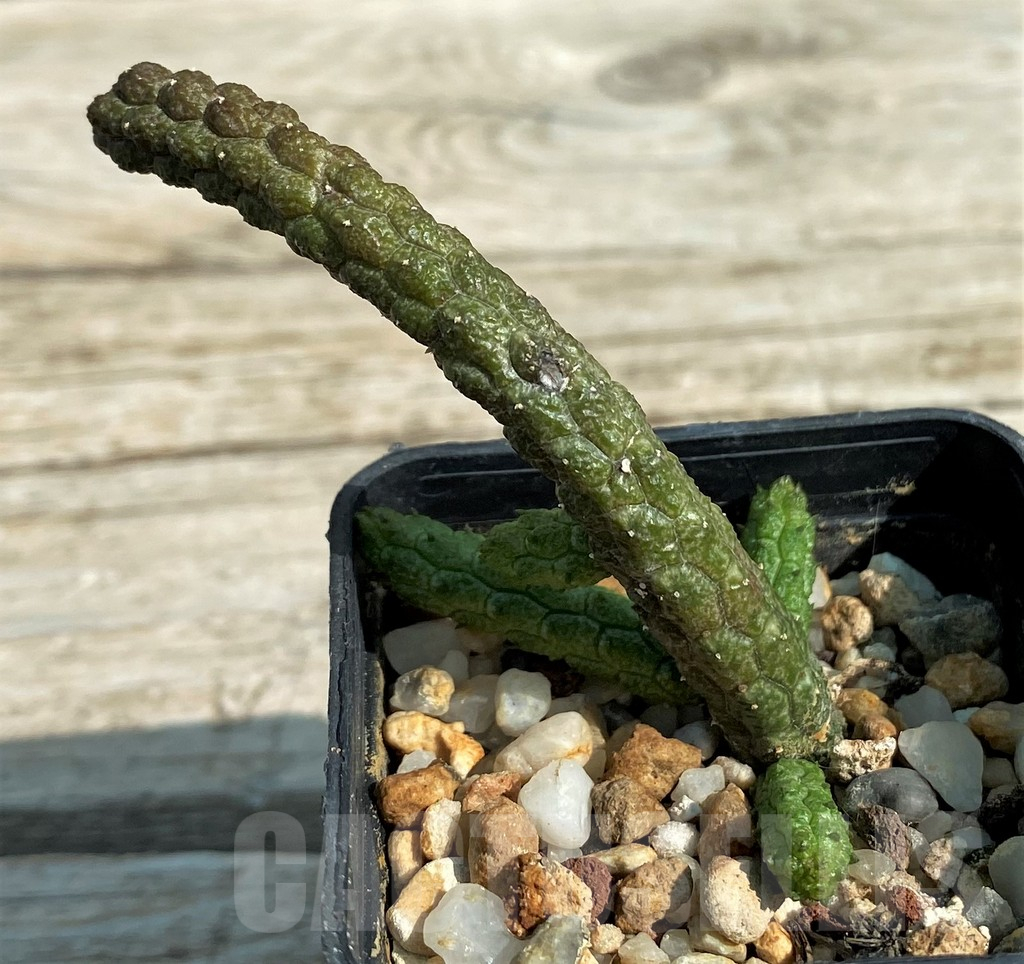 SH15310 Echidnopsis oviflora - 画像 (2)