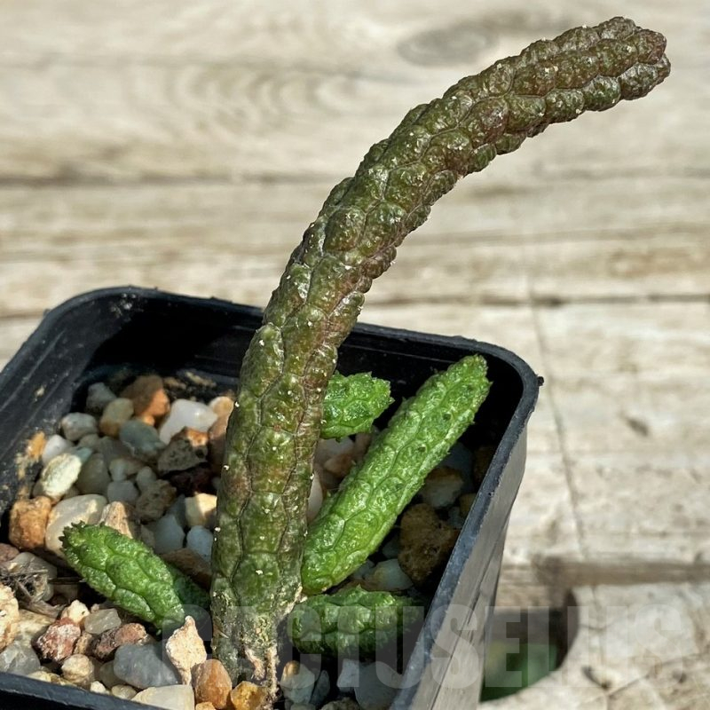 SH15310 Echidnopsis oviflora