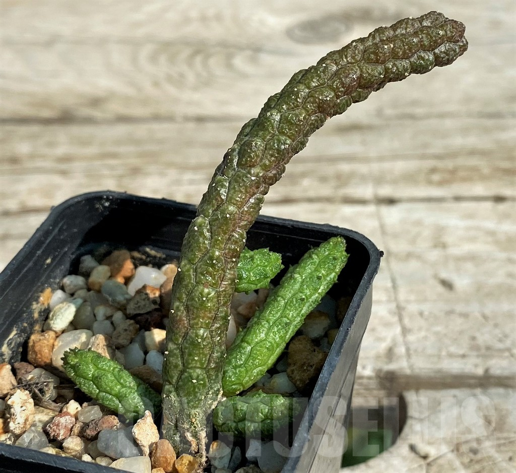 SH15310 Echidnopsis oviflora