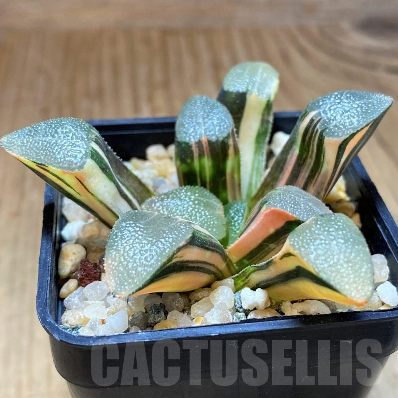 SH13174 Haworthia bayeri f. variegata