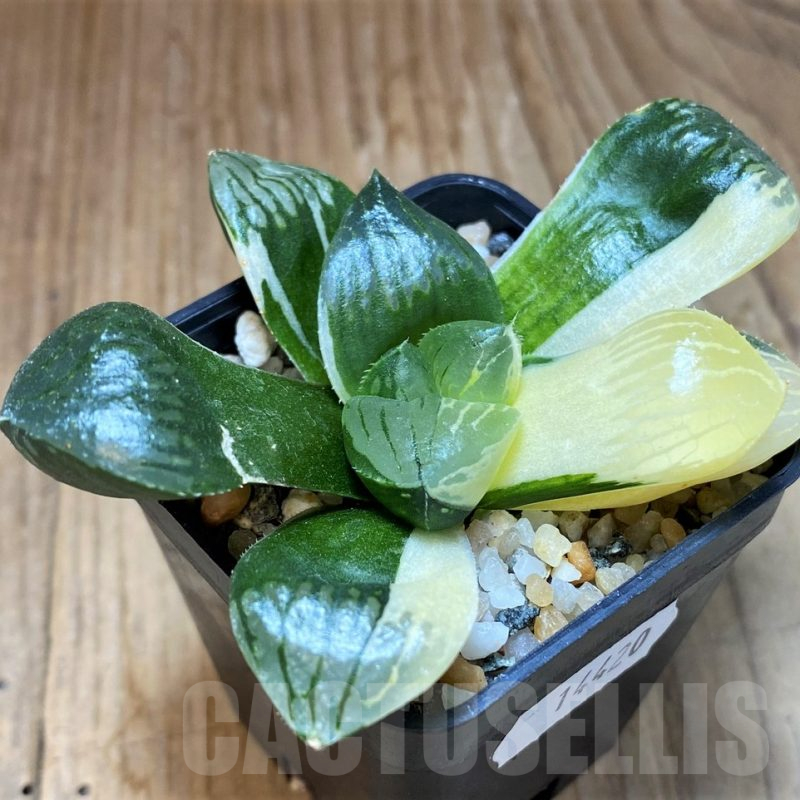 SH14420 Haworthia obtusa f. variegata