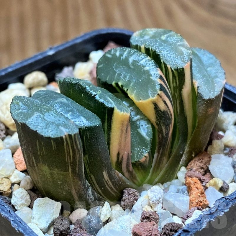 SH14743 Haworthia truncata f. variegata -Japan-