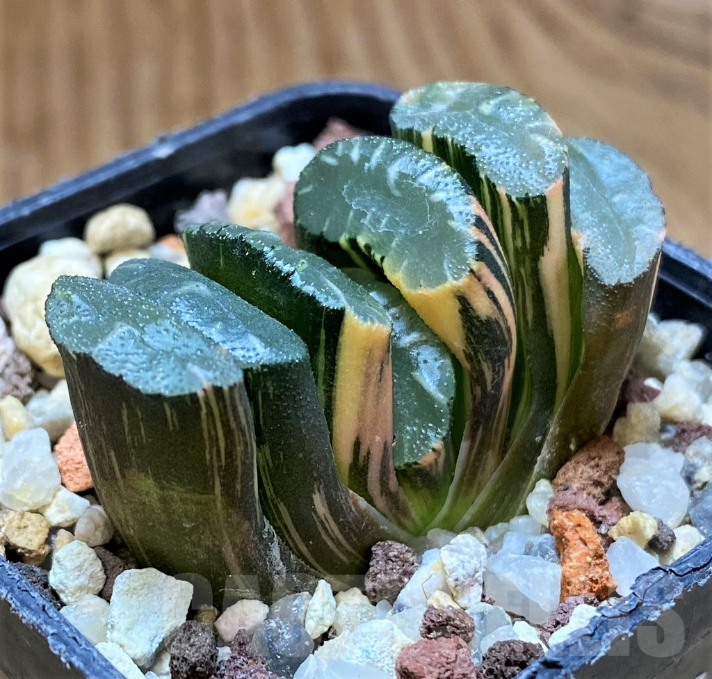 SH14743 Haworthia truncata f. variegata -Japan-