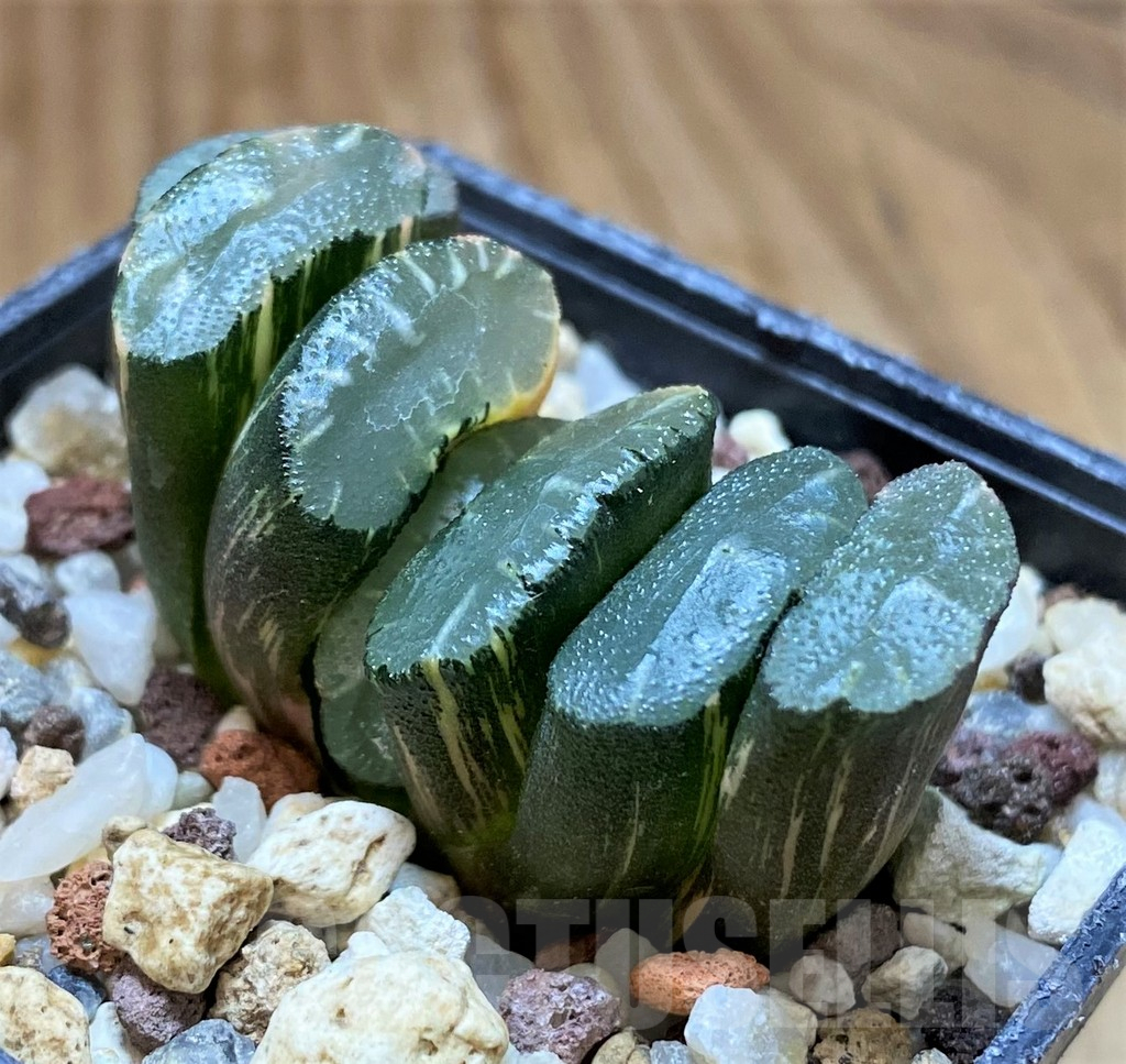 SH14743 Haworthia truncata f. variegata -Japan- - Image 2