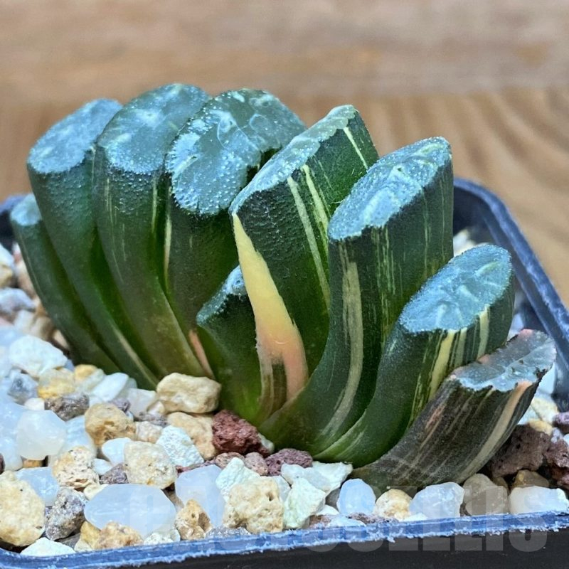 SH14745 Haworthia truncata f. variegata -Japan-