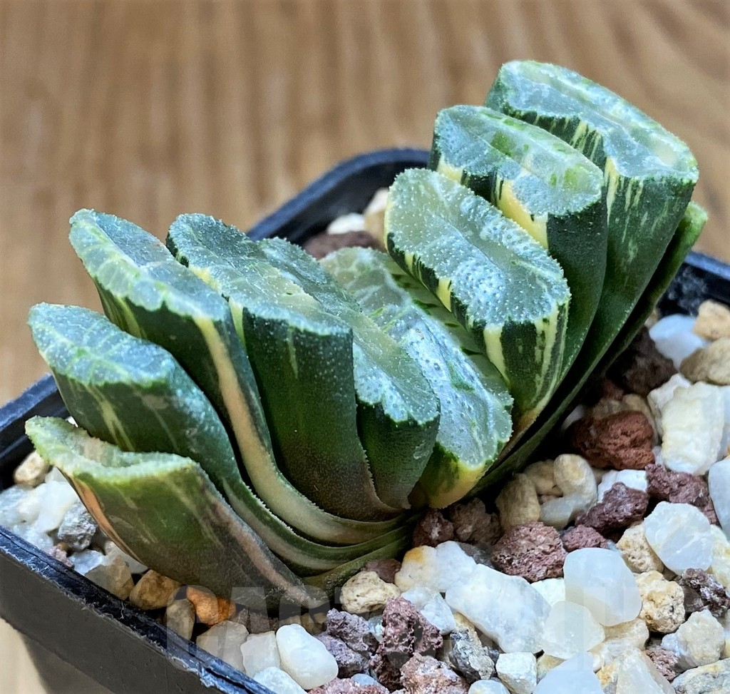 SH14746 Haworthia truncata f. variegata -Japan- - Image 2