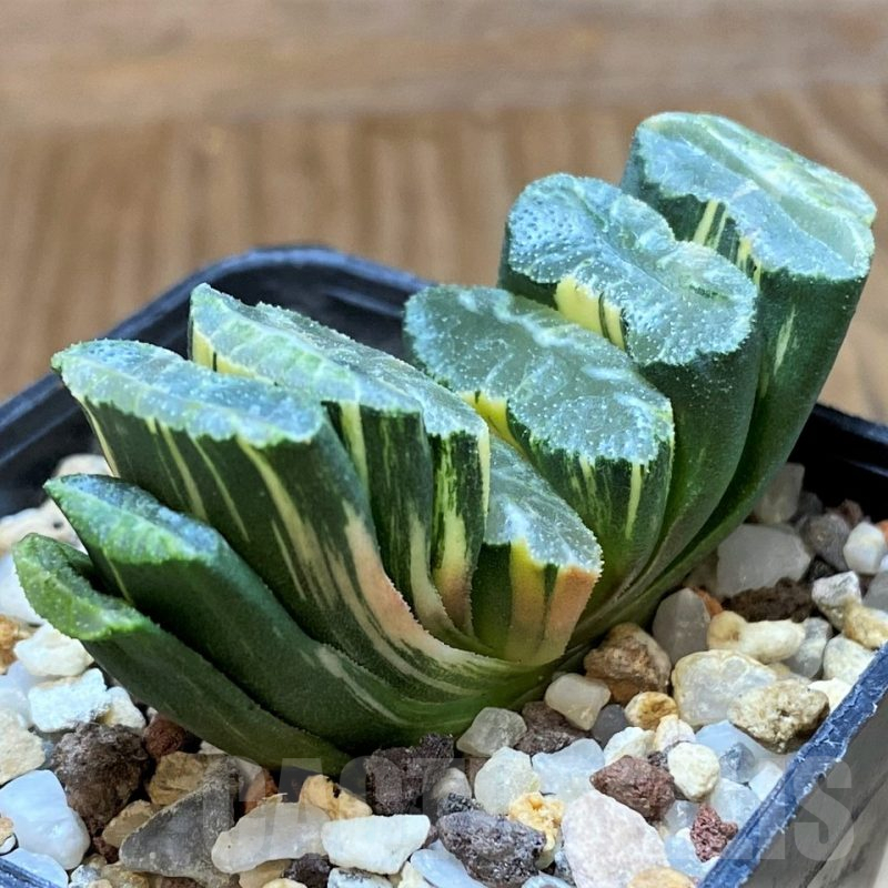 SH14746 Haworthia truncata f. variegata -Japan-