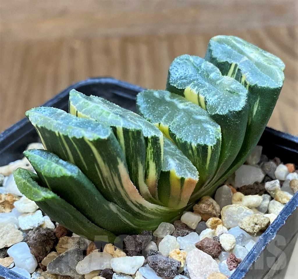 SH14746 Haworthia truncata f. variegata -Japan-