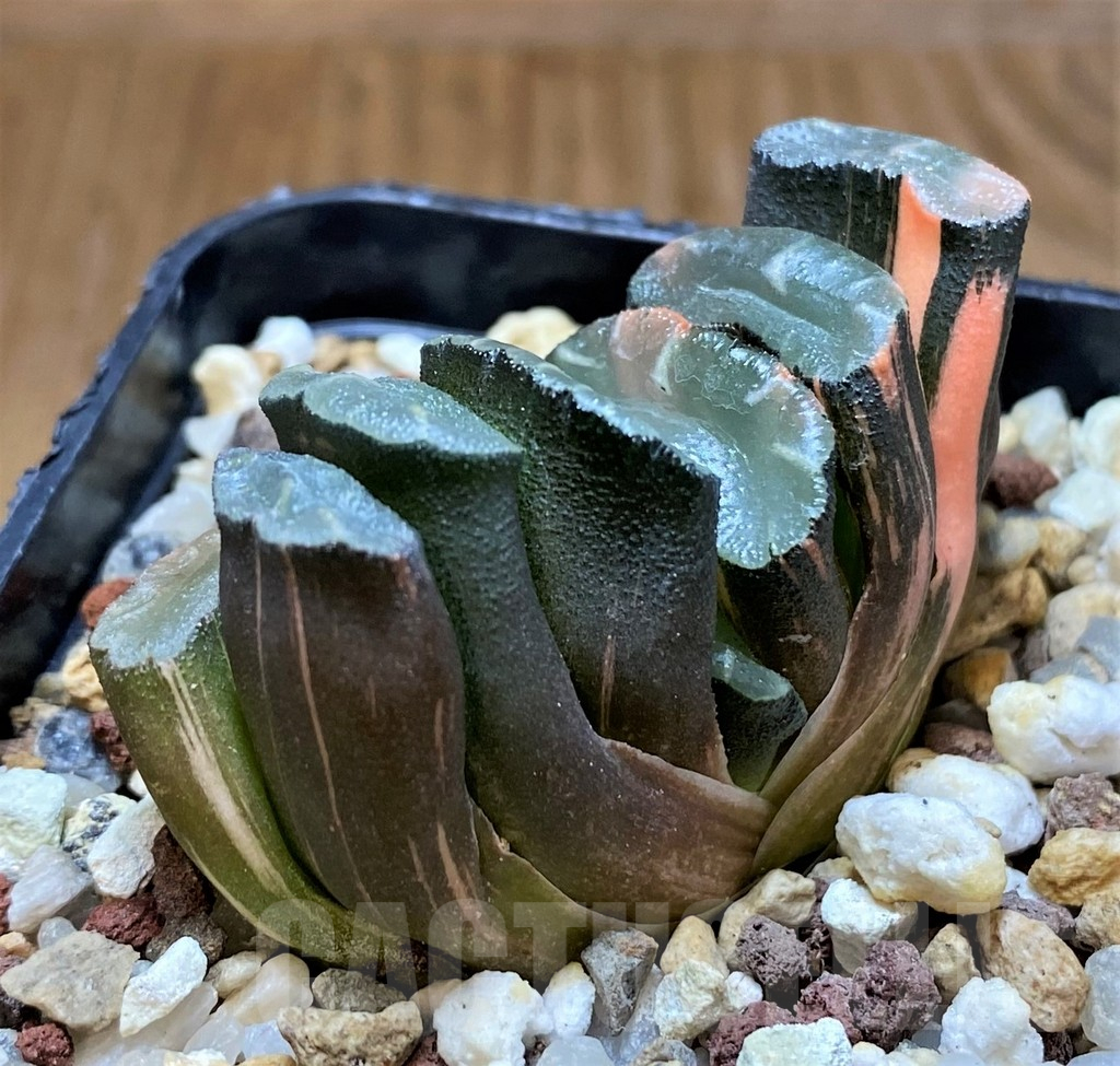 SH14747 Haworthia truncata f. variegata -Japan- - Image 2
