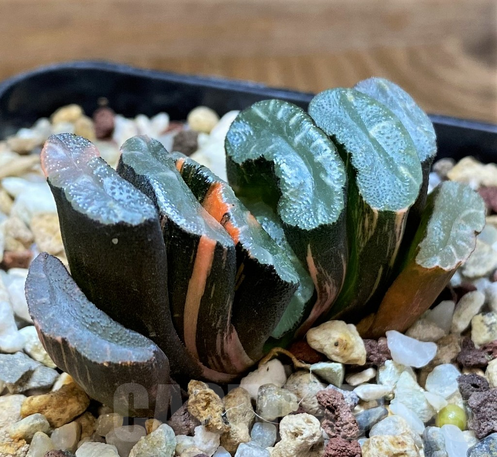 SH14747 Haworthia truncata f. variegata -Japan-