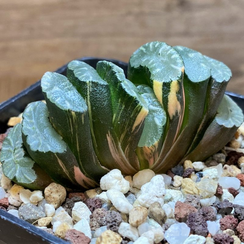 SH14748 Haworthia truncata f. variegata -Japan-