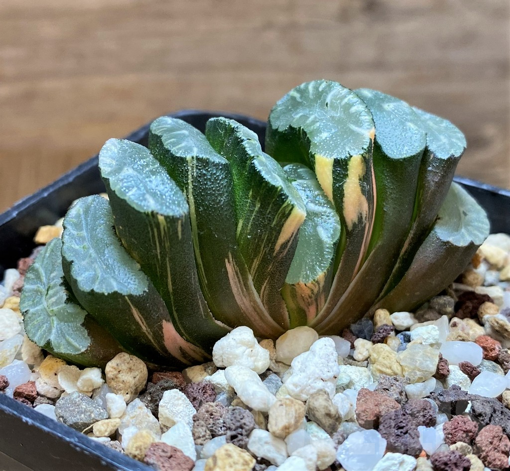 SH14748 Haworthia truncata f. variegata -Japan-
