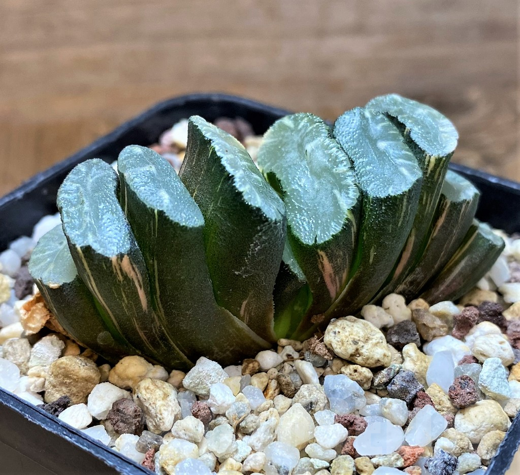 SH14748 Haworthia truncata f. variegata -Japan- - Image 2