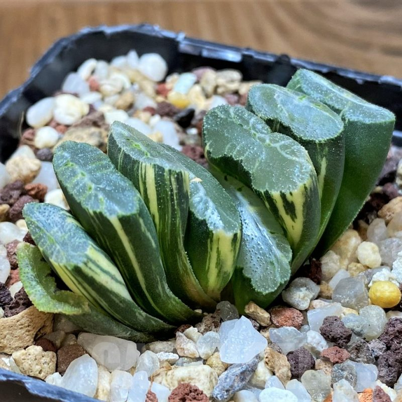 SH14749 Haworthia truncata f. variegata -Japan-