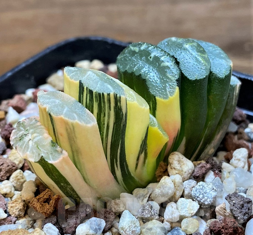 SH14750 Haworthia truncata f. variegata -Japan-