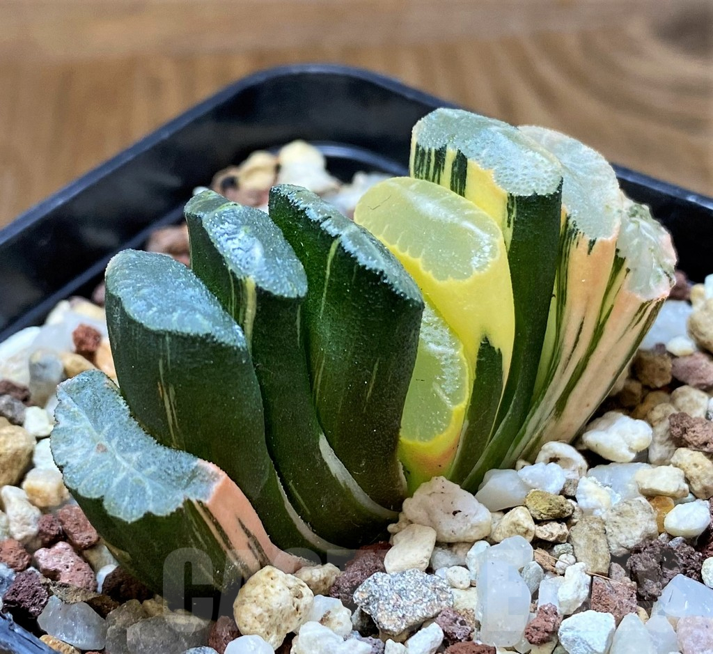 SH14750 Haworthia truncata f. variegata -Japan- - Obrázek 2