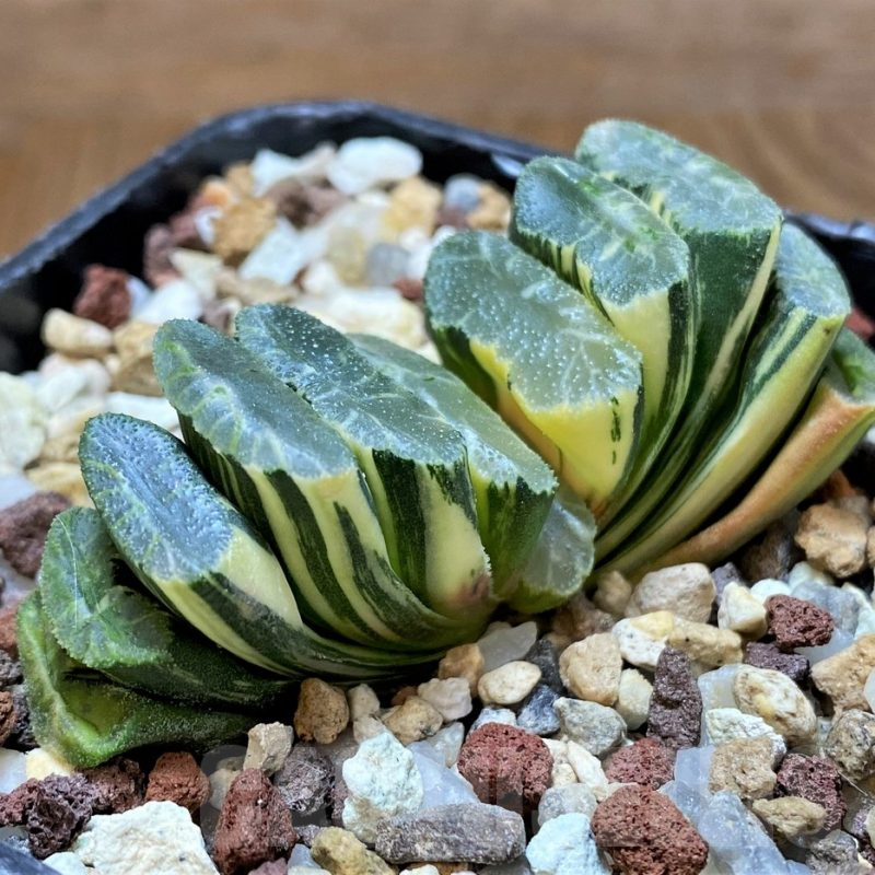 SH14751 Haworthia truncata f. variegata -Japan-
