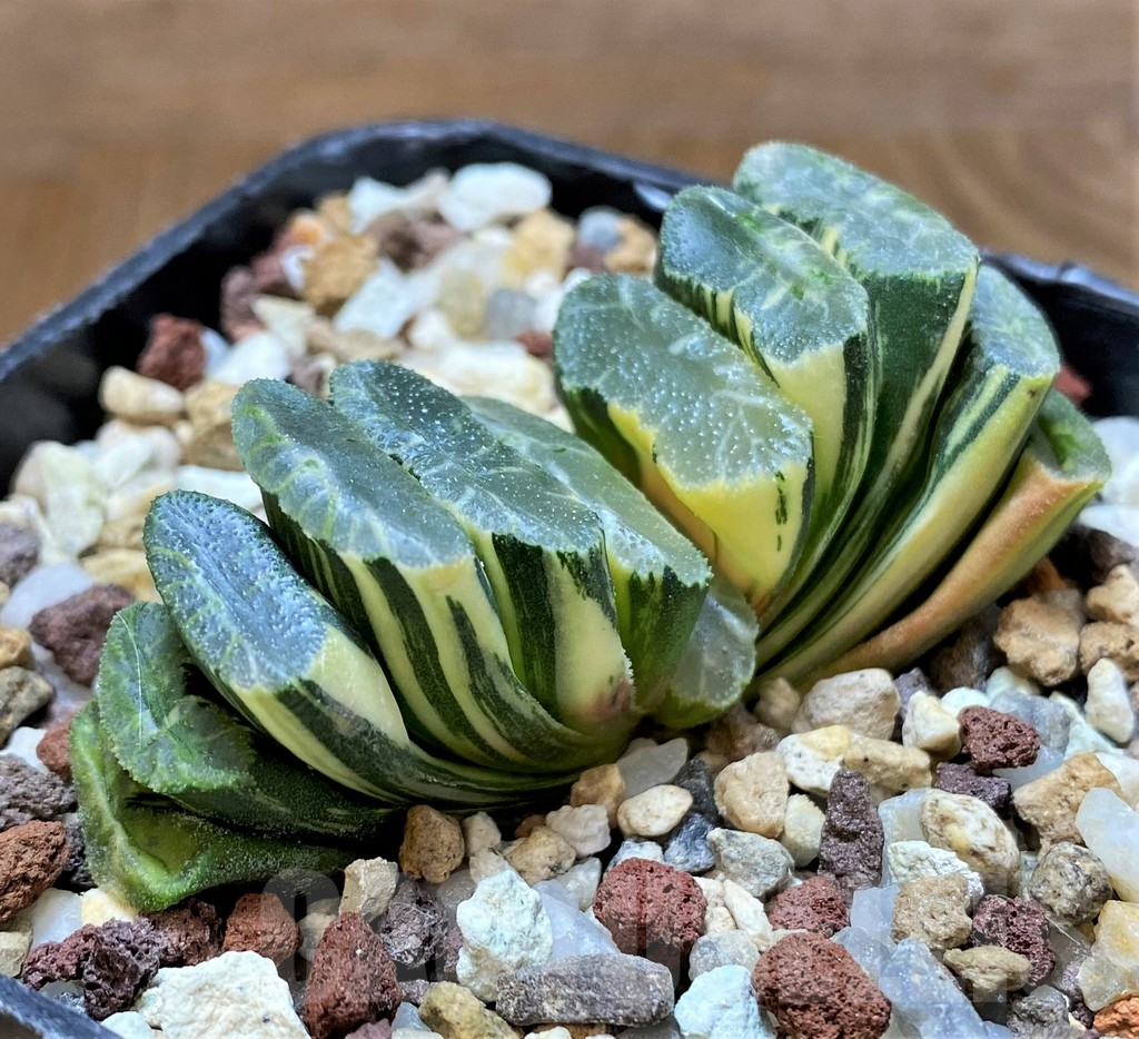 SH14751 Haworthia truncata f. variegata -Japan-