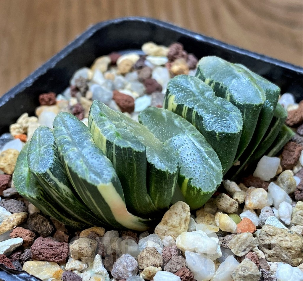 SH14751 Haworthia truncata f. variegata -Japan- - Image 2