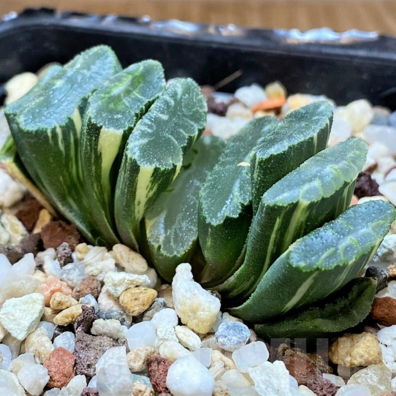 SH14752 Haworthia truncata f. variegata -Japan-