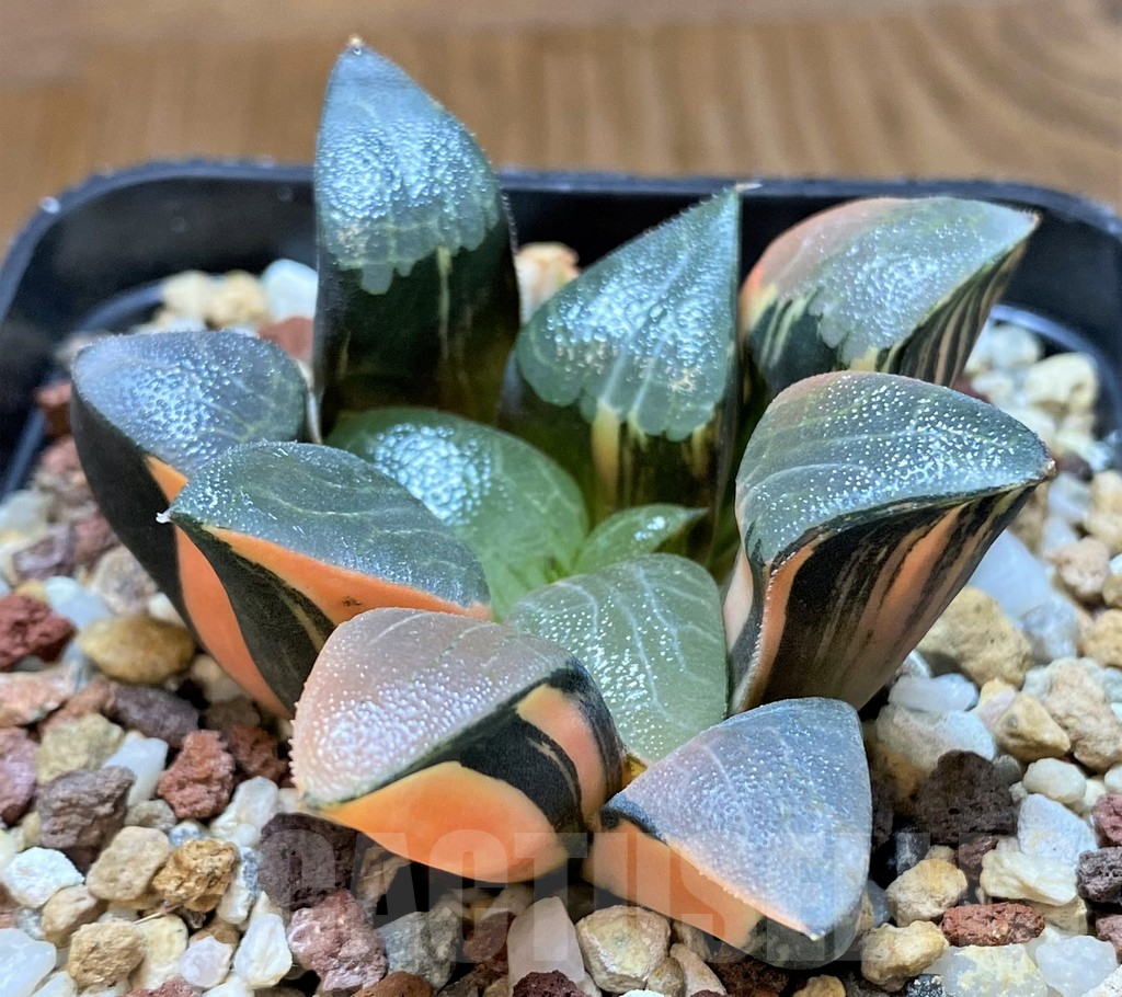 SH14740 Haworthia bayeri f. variegata - Imagen 2