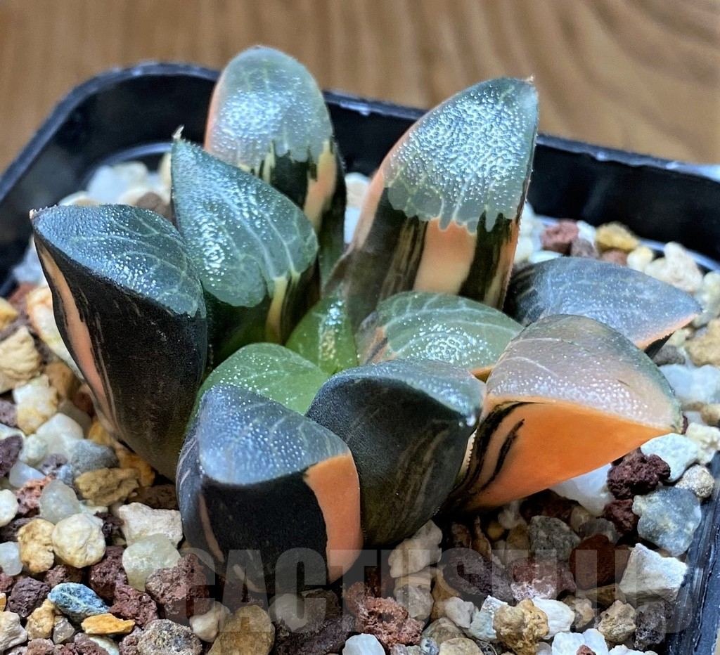 SH14740 Haworthia bayeri f. variegata - Imagen 3